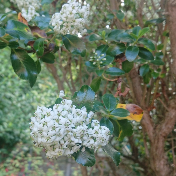 Plant image Escallonia 'Iveyi'