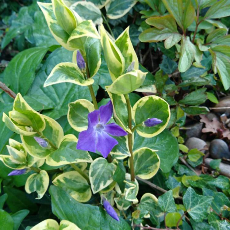 Plant image Vinca minor 'Argenteovariegata'