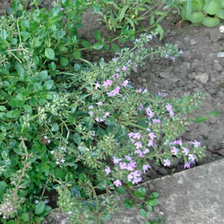 Plant image Thymus serpyllum 'Highland Cream'