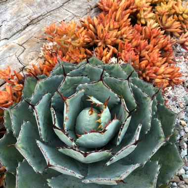 Agave parryi var. 'Kichijokan'