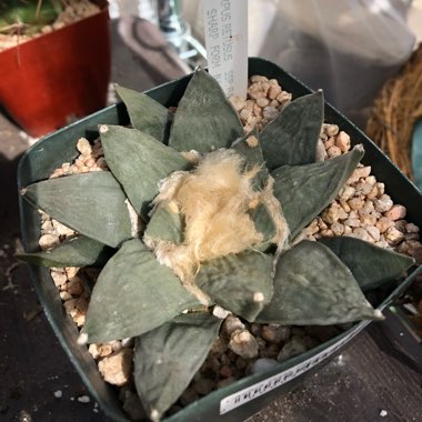 Ariocarpus retusus