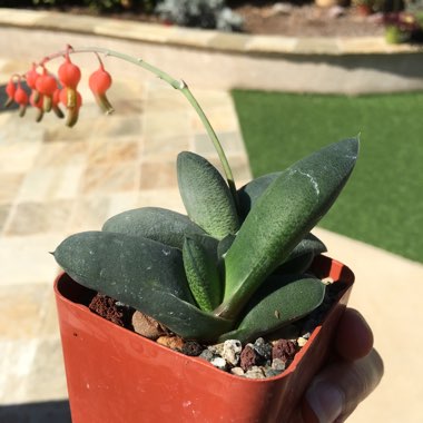 Gasteria Glomerata