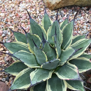 Agave parryi 'Cream spike'