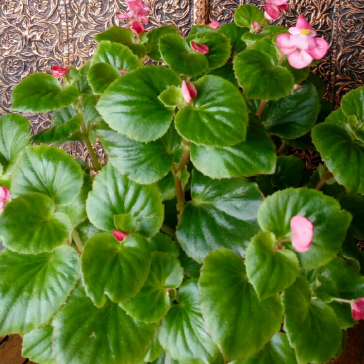 Plant image Begonia 'Pink Dragon Wing Trailing'