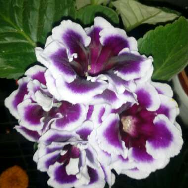 Gloxinia