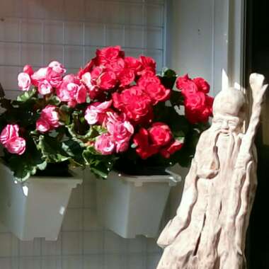 Tuberous Begonia 'Nonstop Mix'