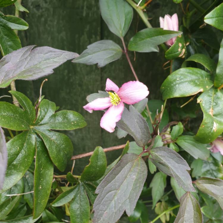 Plant image Clematis montana