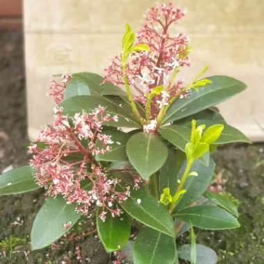 Japanese Skimmia