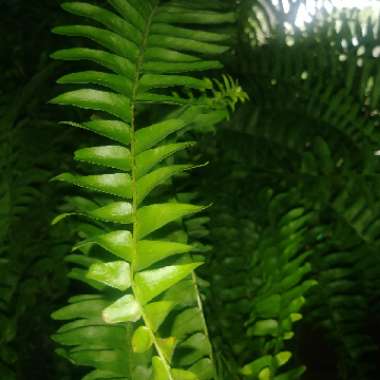 Nephrolepis exaltata