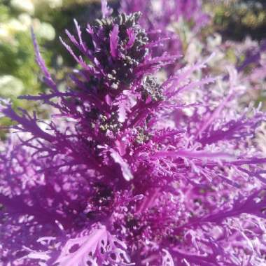 Brassica oleracea (Acephala Group)