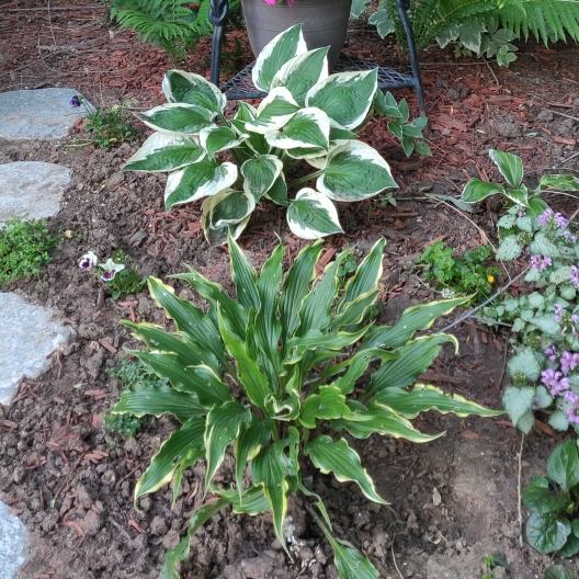 Plant image Hosta 'Curly Fries'