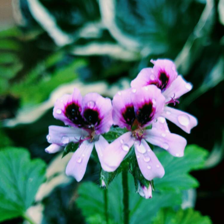 Plant image Pelargonium 'Orange Fizz'