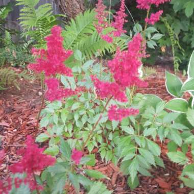 Astilbe