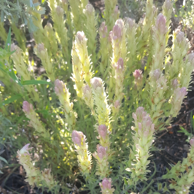 Plant image Hieracium caespitosum