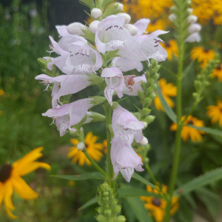 Plant image Physostegia virginiana 'Crystal Peak White'