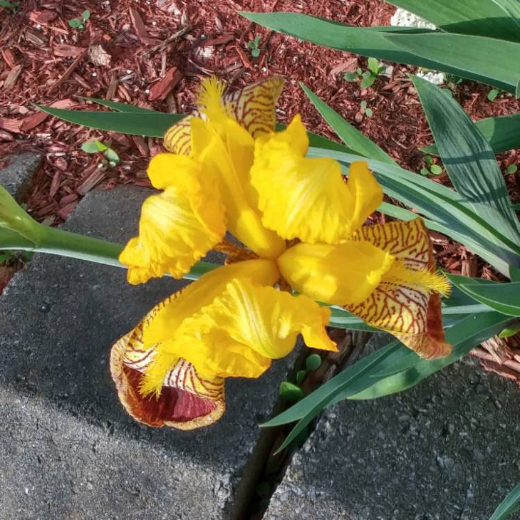 Plant image Iris x germanica 'Lord Warden'