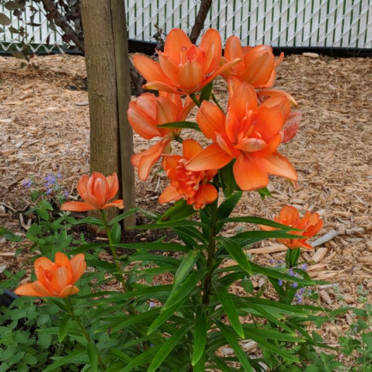 Plant image Lilium 'Orange Pixie'