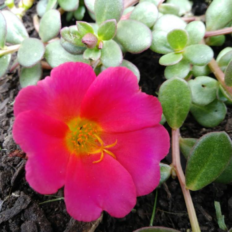 Plant image Portulaca Pilosa