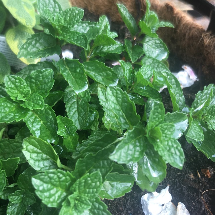 Plant image Mentha spicata var. crispa 'Moroccan'