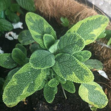 Salvia officinalis 'Icterina' syn. Salvia officinalis 'Variegata'