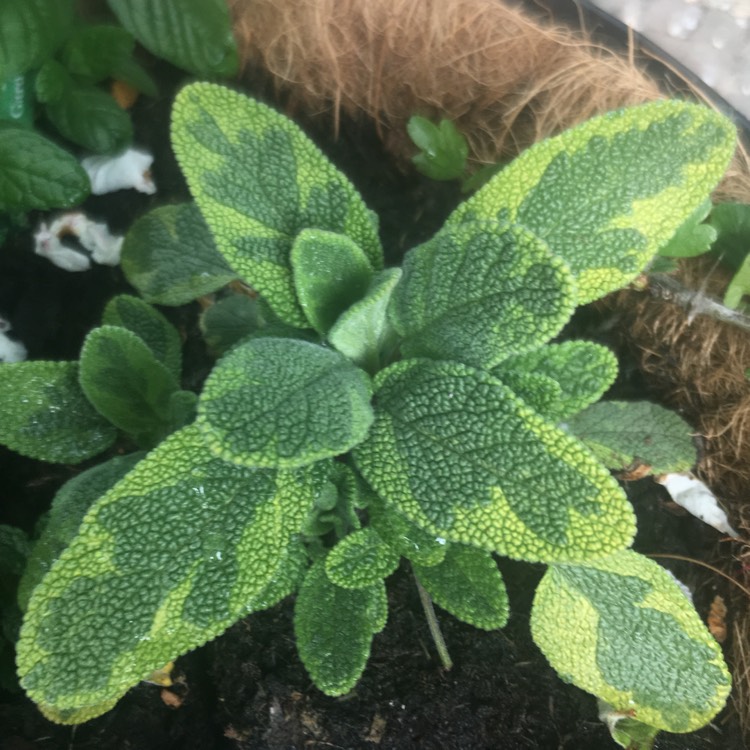 Plant image Salvia officinalis 'Icterina' syn. Salvia officinalis 'Variegata'