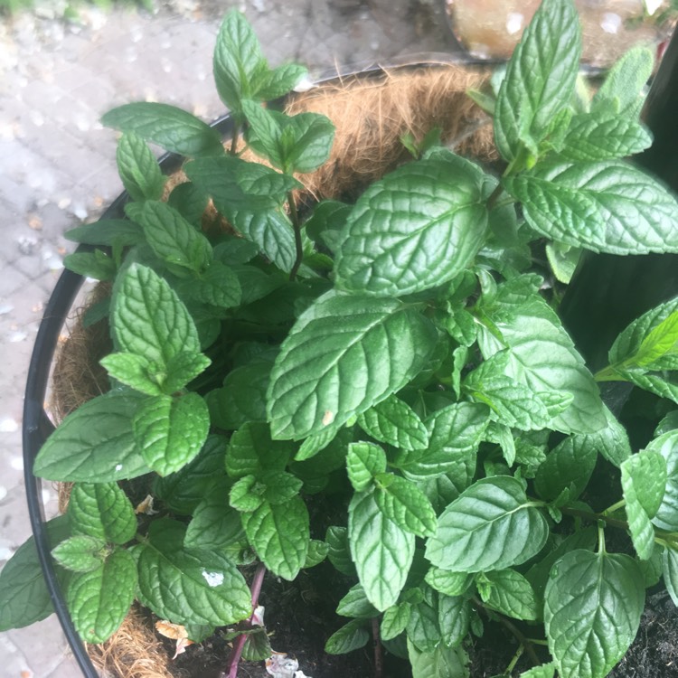 Plant image Mentha sachalinensis