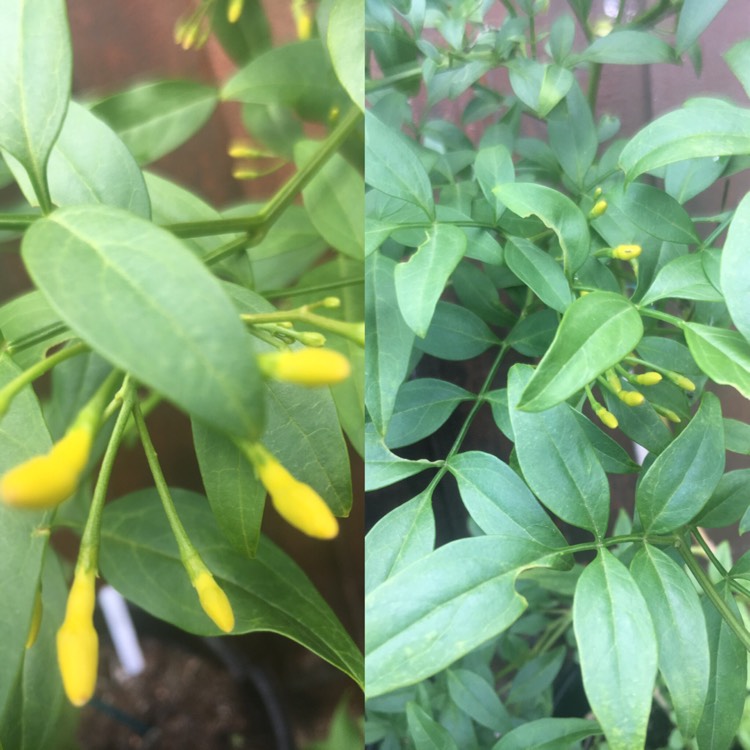 Plant image Jasminum humile 'Revolutum'