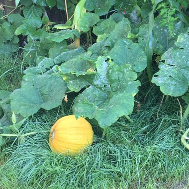 Cucurbita Pepo 'Rouge Vif D'Etampes'