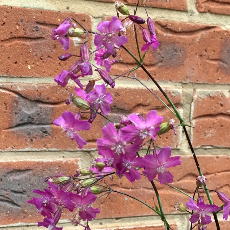 Plant image Silene viscaria 'Splendens' syn. Lychnis viscaria 'Splendens'