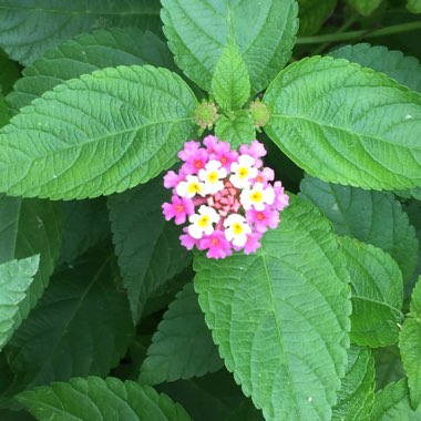 Lantana camara 'Bant Pin09' (Bandana Series) syn. Lantana 'Bandana Pink'