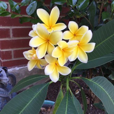 Plumeria