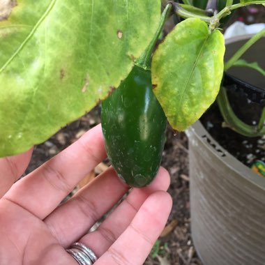 Capsicum Annuum 'Jalapeno'