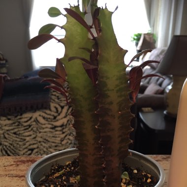 Euphorbia trigona rubra