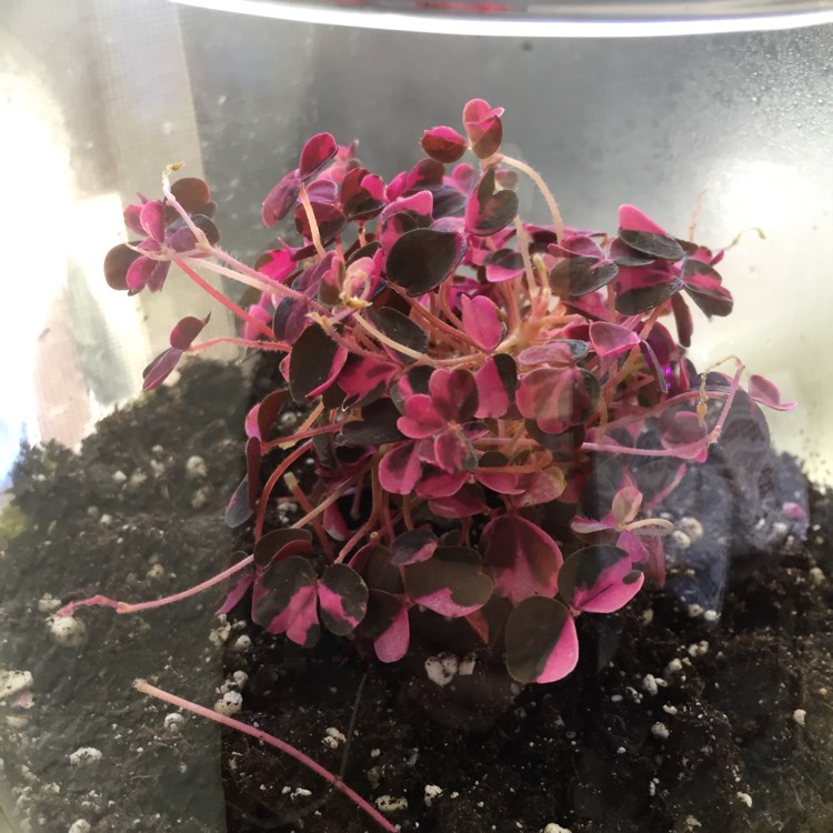 Plant image Oxalis 'Plum Crazy'