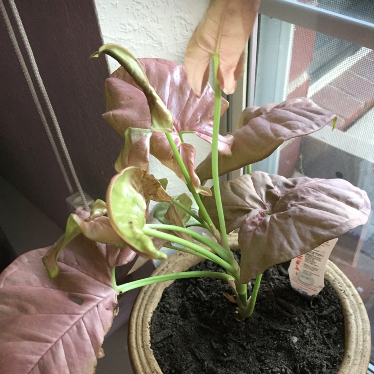 Plant image Syngonium podophyllum 'Pink Allusion'