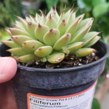 Graptopetalum 'Filiferum'