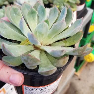 Echeveria 'Apus'