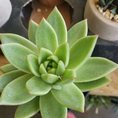 Echeveria 'Agavoides Lemaire'