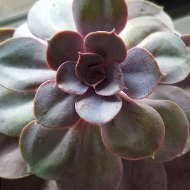 Echeveria 'Perle Von Nurnberg'