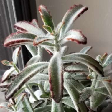 Kalanchoe 'Tomentosa'