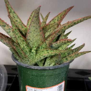 Aloe 'Pink Blush'