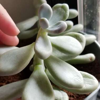 Pachyphytum 'Moonstones'