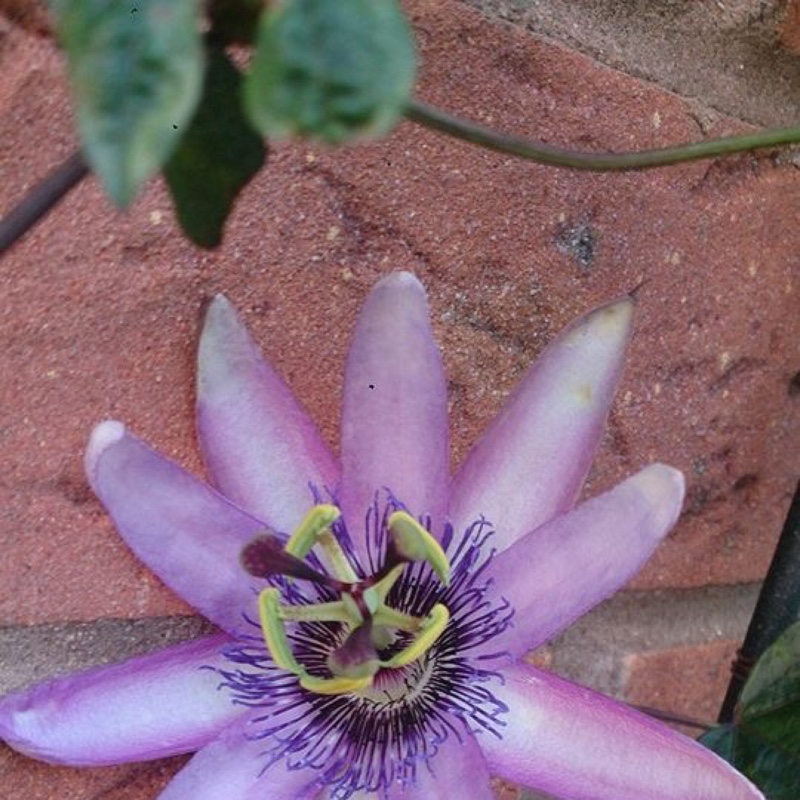 Passion Flower