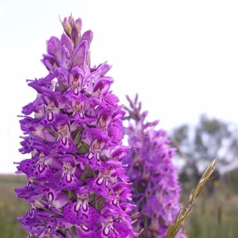 Early Purple Orchid