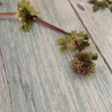 Henbit Dead Nettle