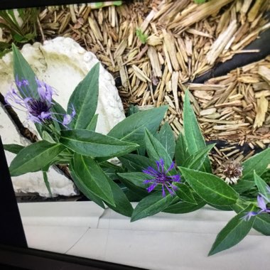 Perennial Cornflower