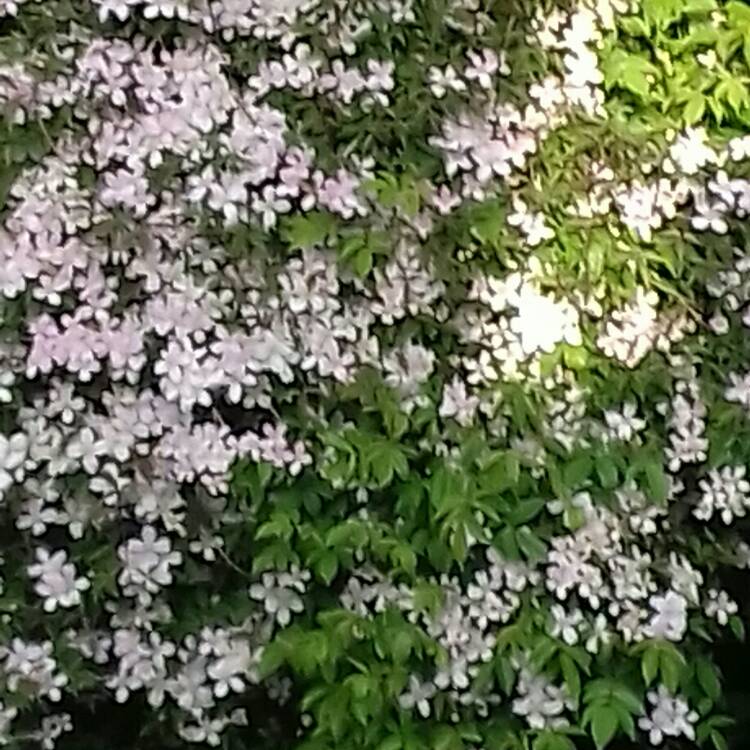 Plant image Clematis montana 'Rubens'