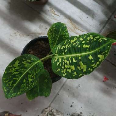 Dieffenbachia ‘Reflector'