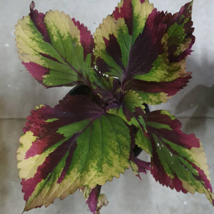 Plant image Plectranthus scutellarioides 'Combat'