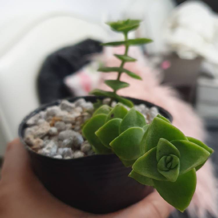 Plant image Crassula perforata variegata 'Jack In The Box'